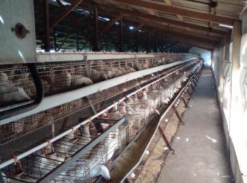 Fondo de comercio · 112m² · 8 Ambientes · Fondo de Comercio en Venta - Casa Quinta - Granja Avícola - 5 Ha - Mar del Plata