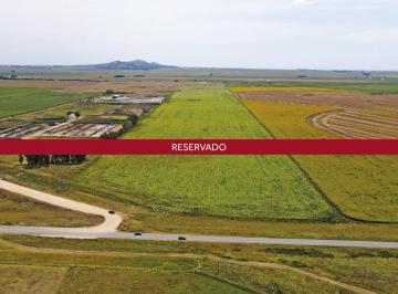 Campo · 390000m² · Balcarce - 40 Has Agricola Sobre Ruta.