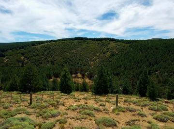 Campo · 3m² · Chacra en Venta con Costa de Rio Litran y Frente de Ruta, Villa Pehuenia.