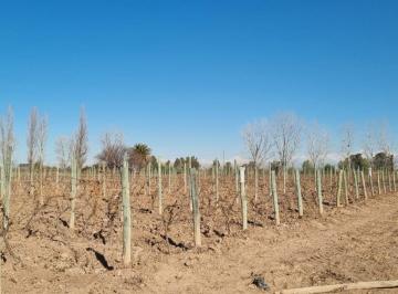 Campo · 120000m² · 1 Dormitorio · 1 Cochera · Finca en Divisadero - Departamento de San Martin