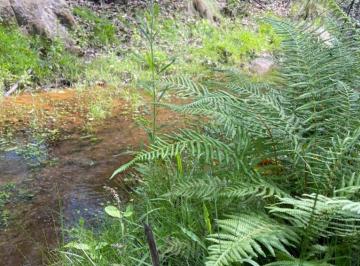 Terreno , Agua de Oro · Fraccion de Venticinco Ha a La Venta en Agua de Oro