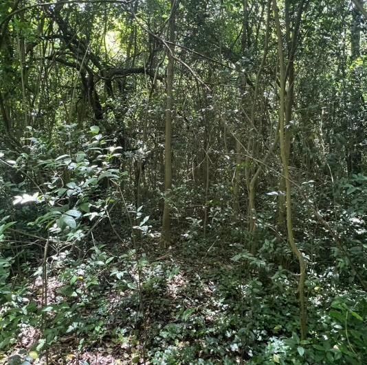 Terreno · 1200m²