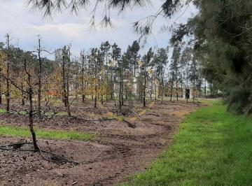 XCM-XCM-14632_2 · Venta Chacra, Campo Productivo Prox. Atlantida, Peras y Limo