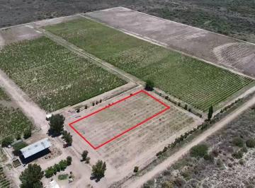 Campo , Santa Rosa · Venta Finca 40 Ha con Riego y Pozo, Plantaciones. Santa Rosa, Mendoza