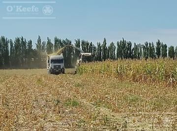 Campo · 200m² · 4 Ambientes · Chacra de 26 Has en Mendoza, Gral Alvear. Hoteleria de Animales y Producción Forrajera.