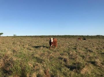 Campo · 5050000m² · 1 Ambiente · Venta Campo Agricola Ganadero San Salvador Entre Rios