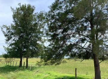 Campo · 10000m² · 1 Ambiente · Campo en Venta, Chacra Don Luis, Mercedes