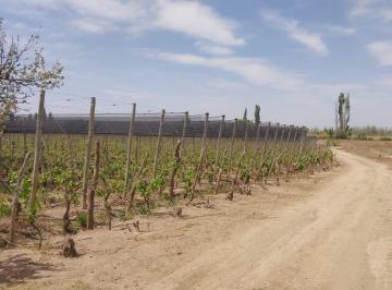 Campo , Luján de Cuyo · Finca en Venta