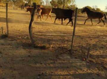 Foto · Campo Ganadero en Chilca Juliana, Santiago del Estero