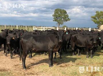 Campo · 43380000ha · 4338 Ha Ganaderas Sobre Río Salado. Zona Argentina/selva, Santiago del Estero.