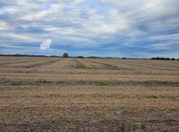 GNP-GNP-860_2 · Campo Venta Lezama - Provincia de Buenos Aires