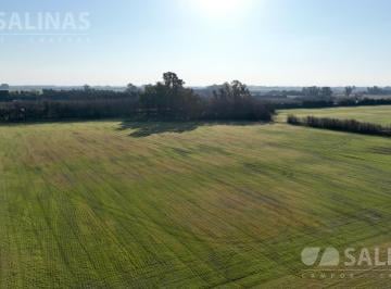 Campo · 230000m² · Chacra en Agrícola con Arboleda