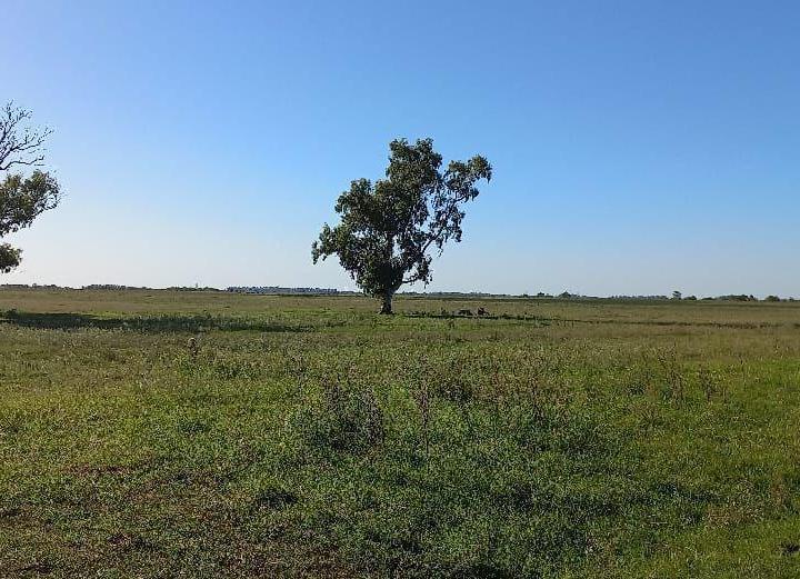 Campo · 430m²