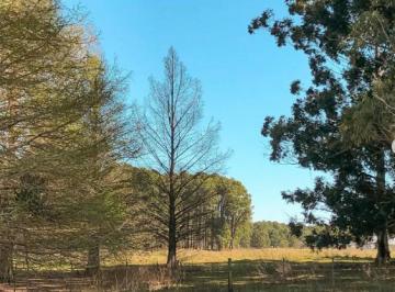 Terreno · 60000m² · Chacra en 6 Ha en Venta a 10 Minutos de Carmelo, Balneario Zagarzazu, Oportunidad