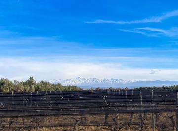 Terreno , Junín · Gold Group Vende Magnífica Finca con Viñedo "Bertona" / La Legua (Ruta 61) S/n