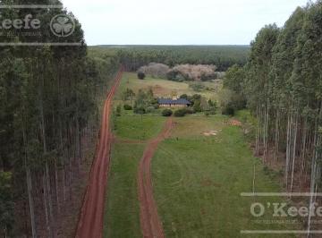 Campo · 5610000m² · 5 Ambientes · Campo en Venta de 561 Has en Virasoro, Corrientes