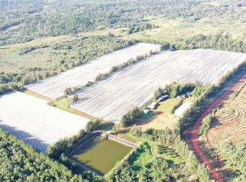 Vista general · Se Vende, Chacra de Arándanos, en Producción 25 Ha en San José, Apóstoles - Misiones
