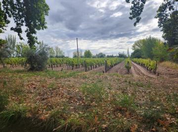 Campo · 800000m² · Finca en Venta 80 Hac con Derecho de Riego, Pozos y Cultivos