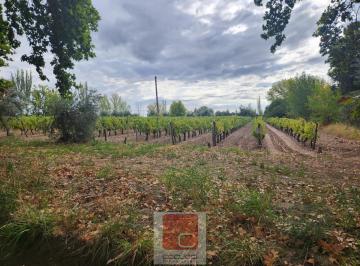 Campo · 800000m² · Finca en Venta 80 Hac con Derecho de Riego, Pozos y Cultivos