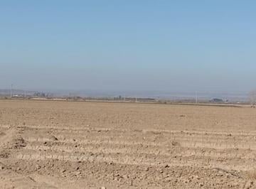 Campo , Luján de Cuyo · Finca 68 Has Inculta Luján Cuyo Apta Viñedos y Chacra