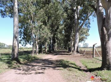 Campo · 300m² · 4 Ambientes · Apto Ganaderia y Tambo con Renta