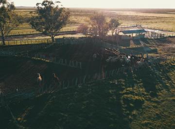 Campo · 20000000m² · 1 Ambiente · Campo Ganadero en Alquiler
