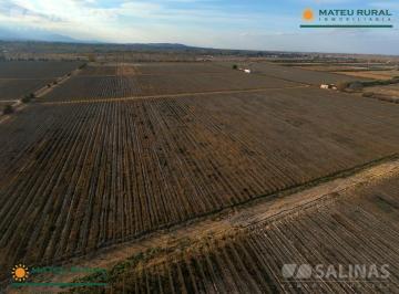Campo · 100000m² · Finca en Vistalba con Viñedos
