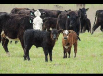 Campo · Campo - Lezama