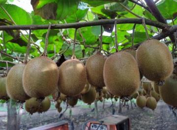 Imagen1 · Vendo Campo 5 Ha de Kiwi Sierra de Los Padres