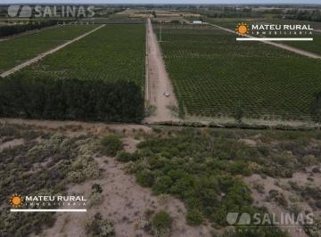 Campo · 850000m² · Finca con Olivos y Viñedos en Las Heras
