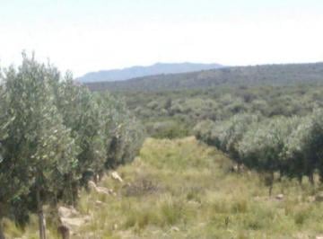 QUI-QUI-515_2 · Venta Campo 375has / con Olivalres Sanluis