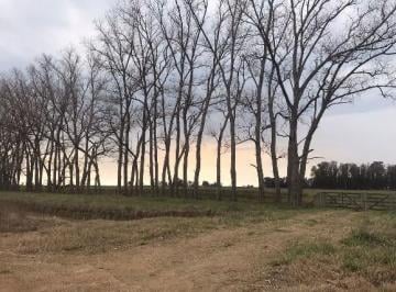 Campo , Pila · Venta de 46 Hectáreas en Pila