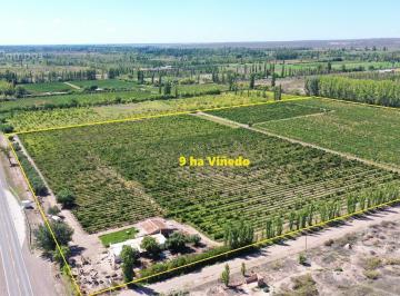 Sobre Ruta Nacional N° 143 · Se Vende Viñedo de 9ha en San Rafael - Mendoza