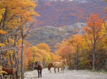 Casa de 5 ambientes, El Chaltén · Casa - El Chalten