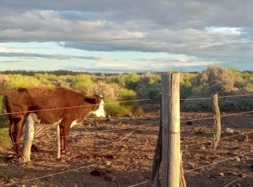 Terreno · 210m² · 4 Ambientes · 1 Cochera · Finca con Produccion Ideal Para Cria de Ganado.