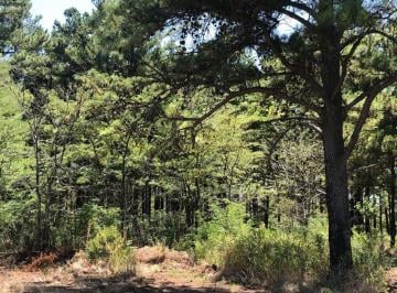 Campo · 216000m² · Pinar de Andino 21,6 Ha - 50 % Agrícola 50 % Bosque de Pinos - 800 m. de Costa Sobre El Rio Carcar