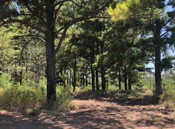 Campo · 216000m² · Pinar de Andino 21,6 Ha - 50 % Agrícola 50 % Bosque de Pinos - 800 m. de Costa Sobre El Rio Carcar