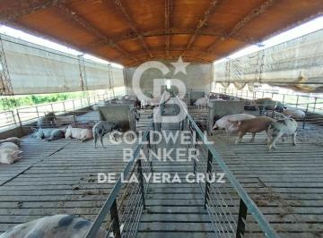 Campo · 80000m² · Granja