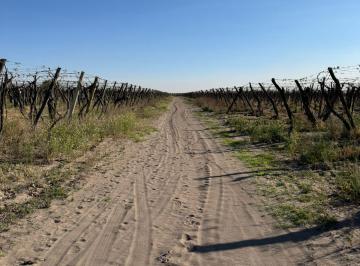 Terreno , San Martín · Vendemos Finca en Chapanay, San Martín