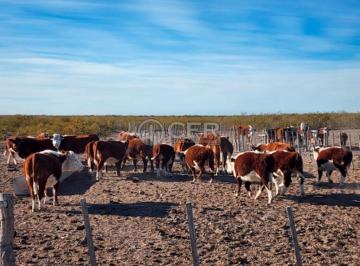 Campo , Valcheta · Venta Estancia Ganadera 10.000 Ha "Rio Negro"