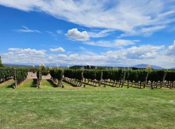 Campo · 10000m² · Finca de 1 Ha Inculta en Venta en Prestigioso Country Vitivinicola