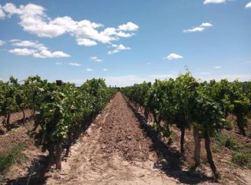 Campo · 170000m² · Finca de 17 Has de Viñedo en Espaldero en Venta en Ugarteche