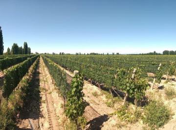 Campo · 200000m² · Finca de 20 Has de Viñedos en Venta en Ugarteche