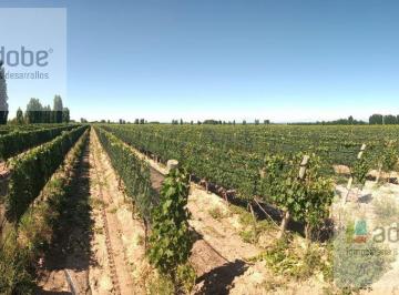 Campo · 200000ha · Finca de 20 Has de Viñedos en Venta en Ugarteche