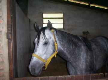 Campo de 6 ambientes, Exaltación de la Cruz · Haras en Capilla del Señor - 12 Has S/ruta - Casa - Pileta - Instalaciones