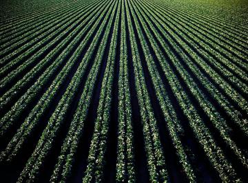Campo · 260000m² · Campo 100% Agrícolas de 26has Sobre Ruta Coronel Arnold