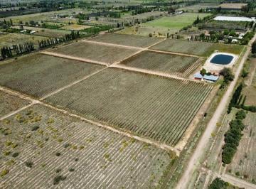 Campo · 396m² · 6 Ambientes · 1 Cochera · Finca, Bodega Artesanal y Casa en San Rafael, Medoza.
