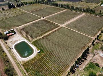 Campo · 396m² · 6 Ambientes · 1 Cochera · Finca, Bodega Artesanal y Casa en San Rafael, Medoza.