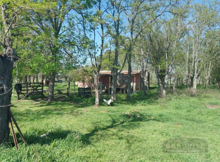 Campo
