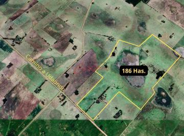 Terreno · 400ha · 5 Ambientes · Campo en Venta 186 Has Ruta 3, Km 72, a 14 Km Sobre Camino a Udaondo